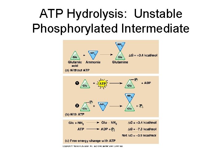 ATP Hydrolysis: Unstable Phosphorylated Intermediate 