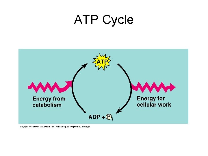 ATP Cycle 