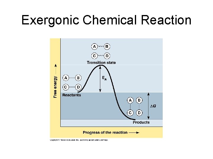 Exergonic Chemical Reaction 