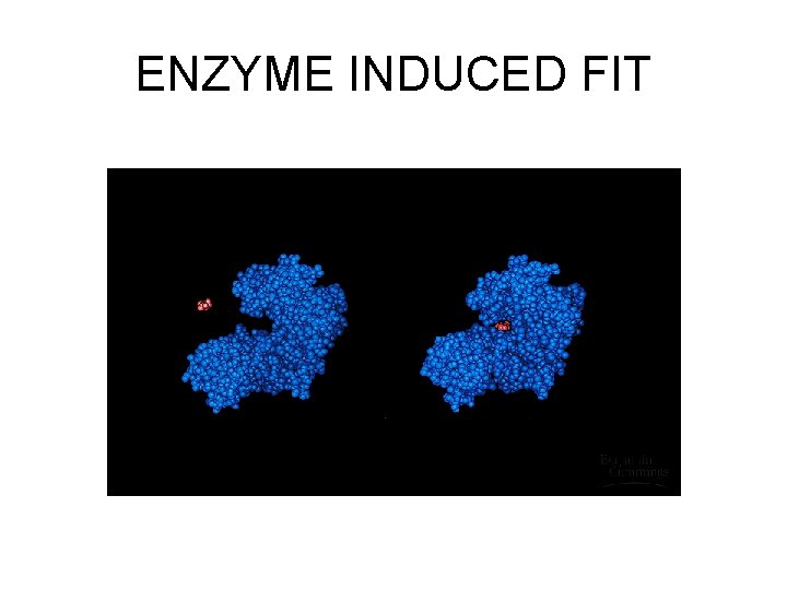 ENZYME INDUCED FIT 