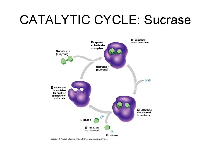 CATALYTIC CYCLE: Sucrase 