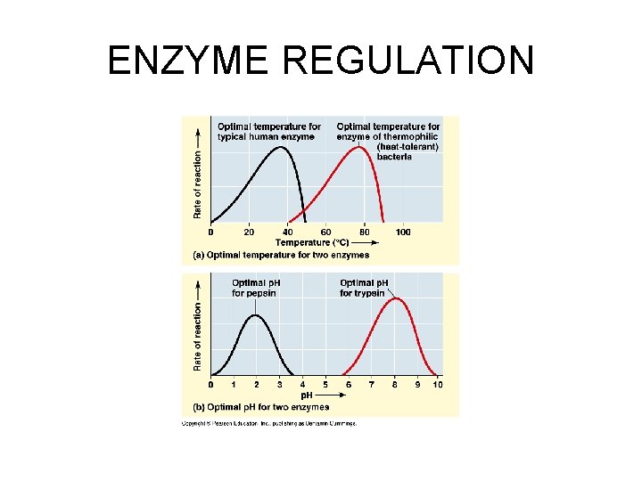 ENZYME REGULATION 