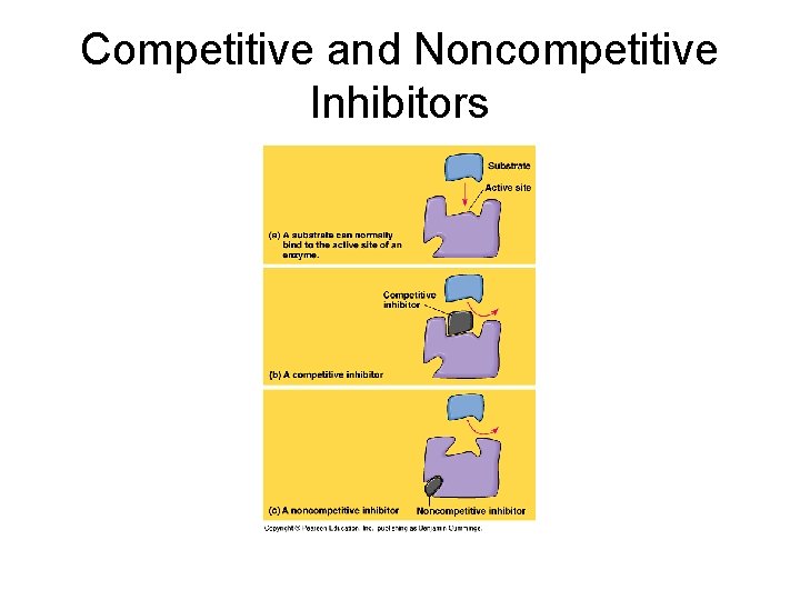 Competitive and Noncompetitive Inhibitors 