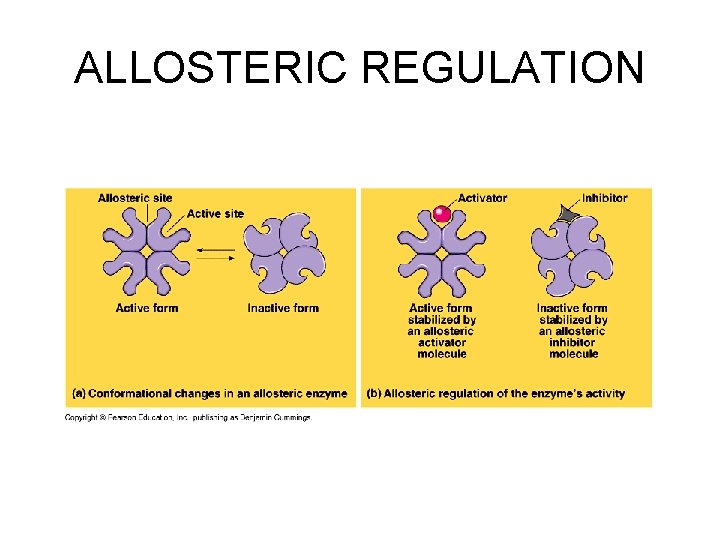 ALLOSTERIC REGULATION 