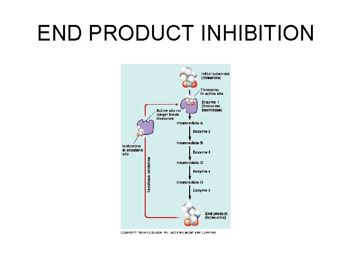 END PRODUCT INHIBITION 