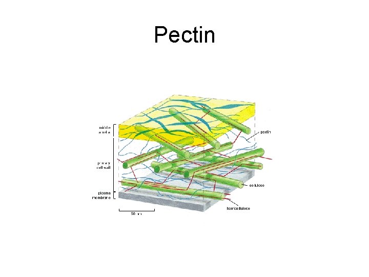 Pectin 
