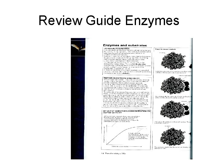 Review Guide Enzymes 