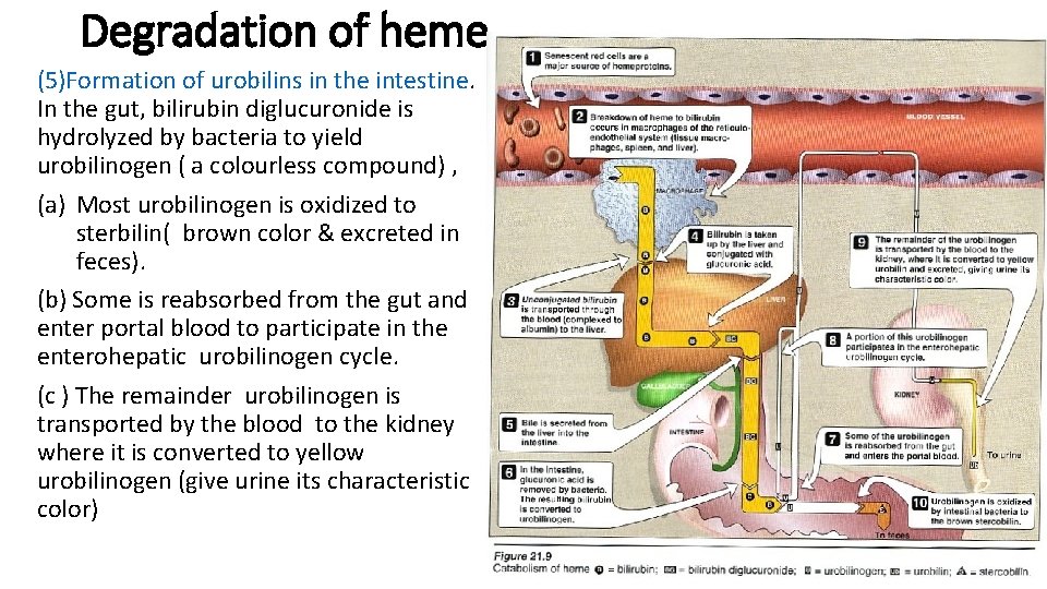 Degradation of heme (5)Formation of urobilins in the intestine. In the gut, bilirubin diglucuronide