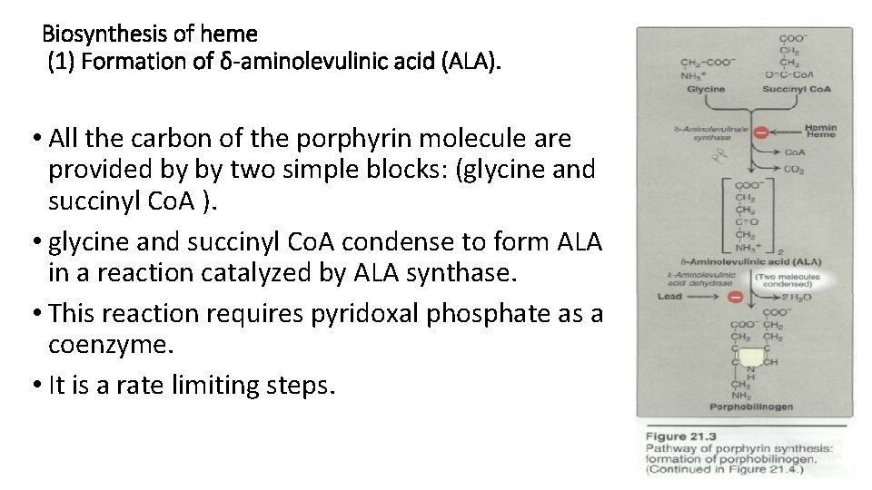 Biosynthesis of heme (1) Formation of δ-aminolevulinic acid (ALA). • All the carbon of