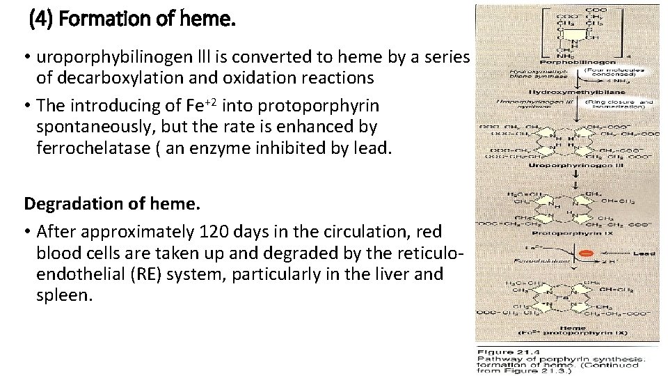 (4) Formation of heme. • uroporphybilinogen lll is converted to heme by a series