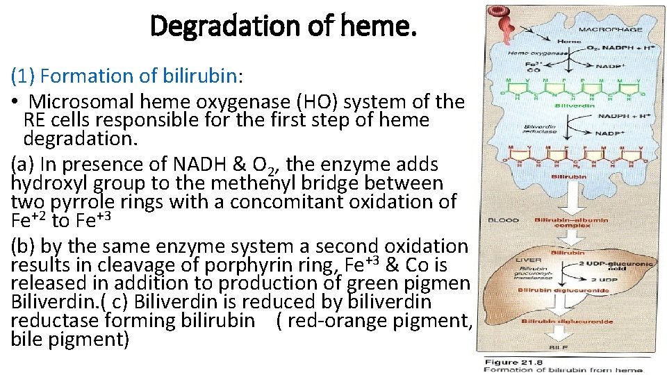 Degradation of heme. (1) Formation of bilirubin: • Microsomal heme oxygenase (HO) system of
