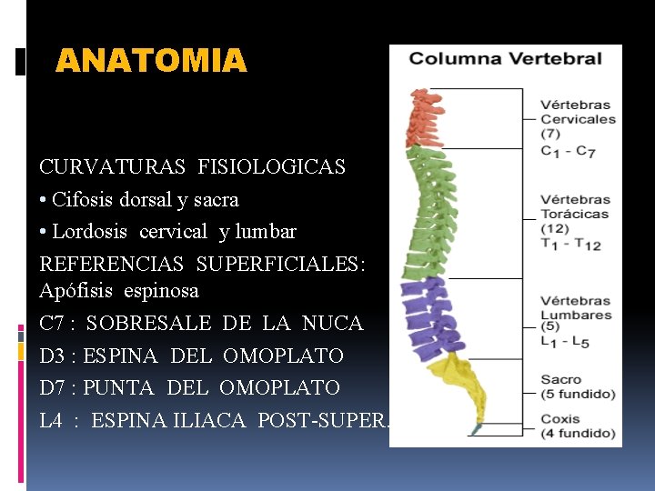 ANATOMIA CURVATURAS FISIOLOGICAS • Cifosis dorsal y sacra • Lordosis cervical y lumbar REFERENCIAS