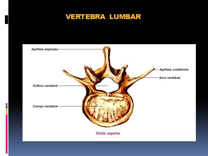 VERTEBRA LUMBAR 