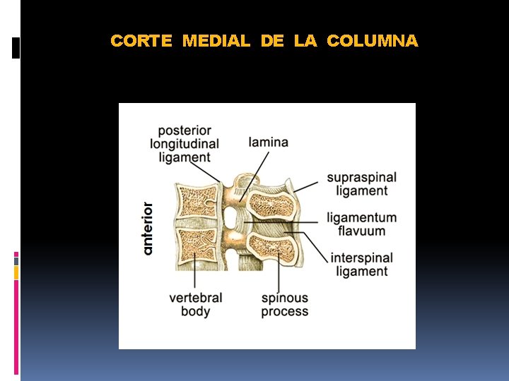 CORTE MEDIAL DE LA COLUMNA 
