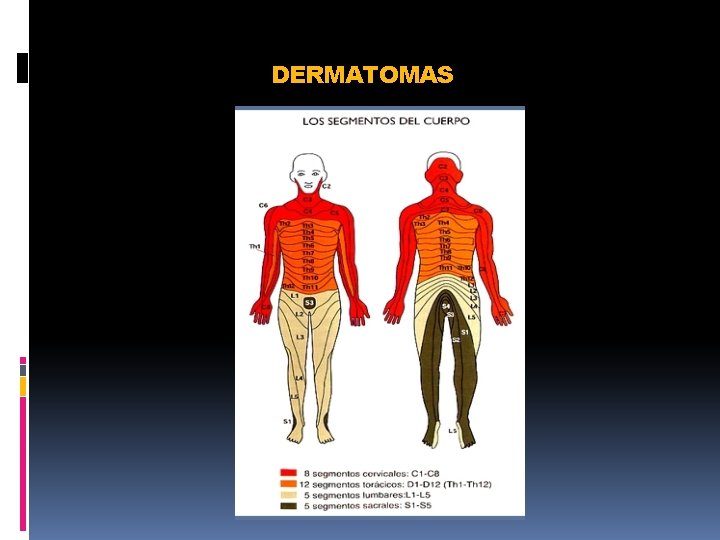 DERMATOMAS 