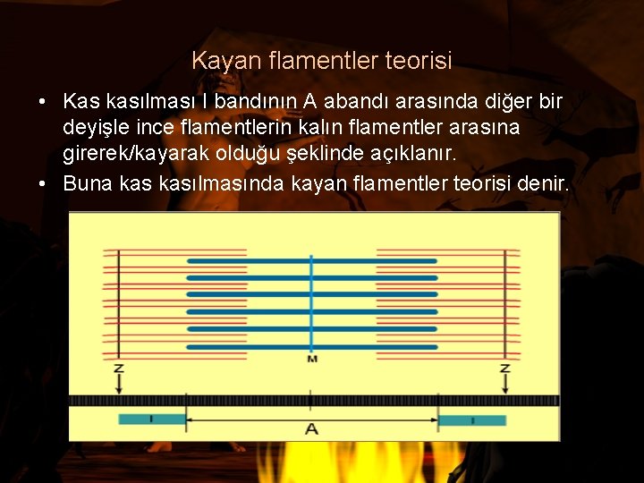 Kayan flamentler teorisi • Kas kasılması I bandının A abandı arasında diğer bir deyişle