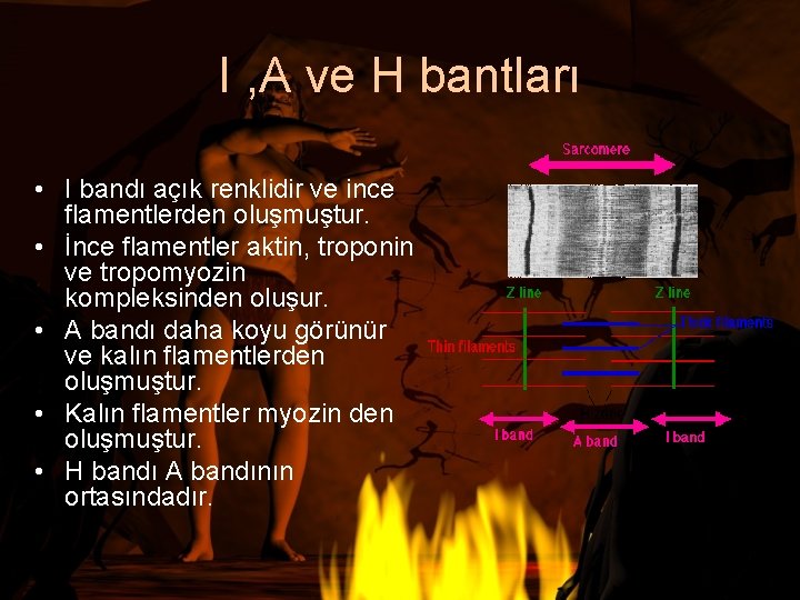 I , A ve H bantları • I bandı açık renklidir ve ince flamentlerden