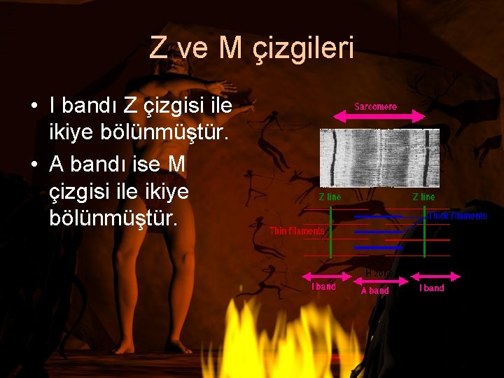 Z ve M çizgileri • I bandı Z çizgisi ile ikiye bölünmüştür. • A