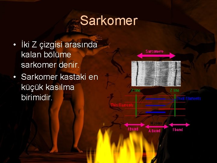 Sarkomer • İki Z çizgisi arasında kalan bölüme sarkomer denir. • Sarkomer kastaki en