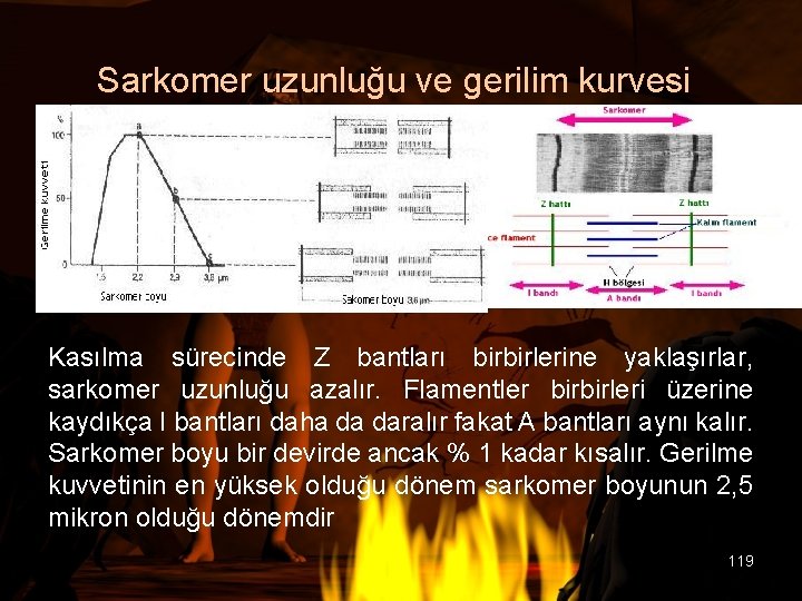 Sarkomer uzunluğu ve gerilim kurvesi Kasılma sürecinde Z bantları birbirlerine yaklaşırlar, sarkomer uzunluğu azalır.