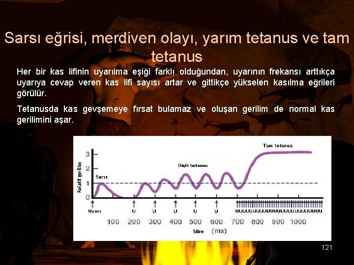 Sarsı eğrisi, merdiven olayı, yarım tetanus ve tam tetanus Her bir kas lifinin uyarılma