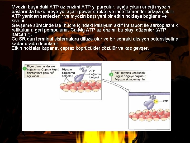 Myozin başındaki ATP az enzimi ATP yi parçalar, açığa çıkan enerji myozin başlarında bükülmeye