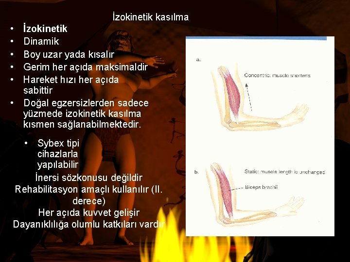 İzokinetik kasılma • • • İzokinetik Dinamik Boy uzar yada kısalır Gerim her açıda