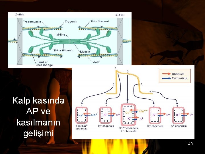 Kalp kasında AP ve kasılmanın gelişimi 140 