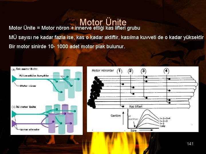 Motor Ünite = Motor nöron + innerve ettiği kas lifleri grubu MÜ sayısı ne