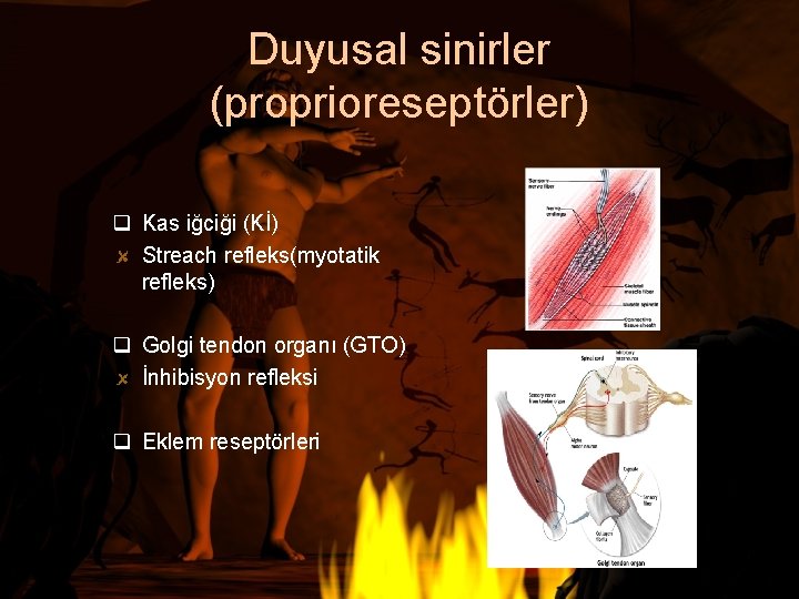 Duyusal sinirler (proprioreseptörler) q Kas iğciği (Kİ) Streach refleks(myotatik refleks) q Golgi tendon organı