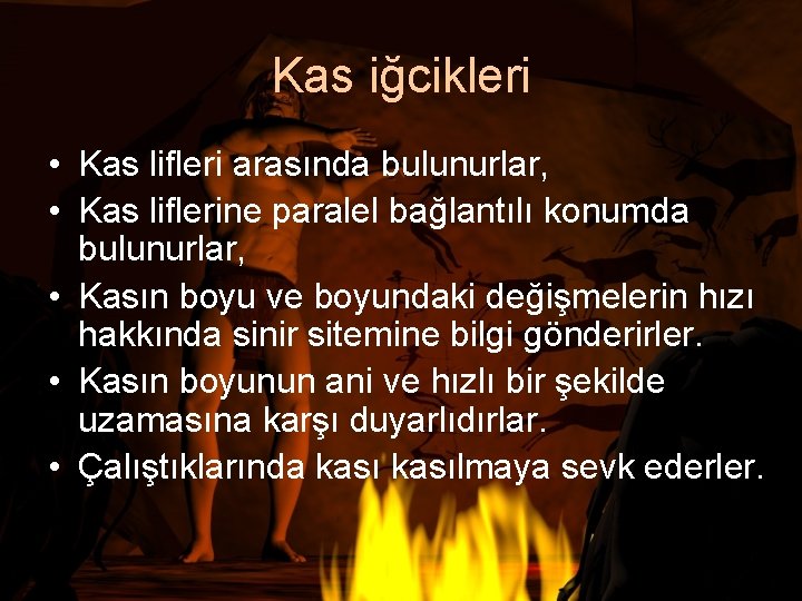 Kas iğcikleri • Kas lifleri arasında bulunurlar, • Kas liflerine paralel bağlantılı konumda bulunurlar,