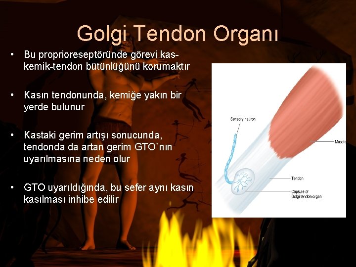 Golgi Tendon Organı • Bu proprioreseptöründe görevi kaskemik-tendon bütünlüğünü korumaktır • Kasın tendonunda, kemiğe
