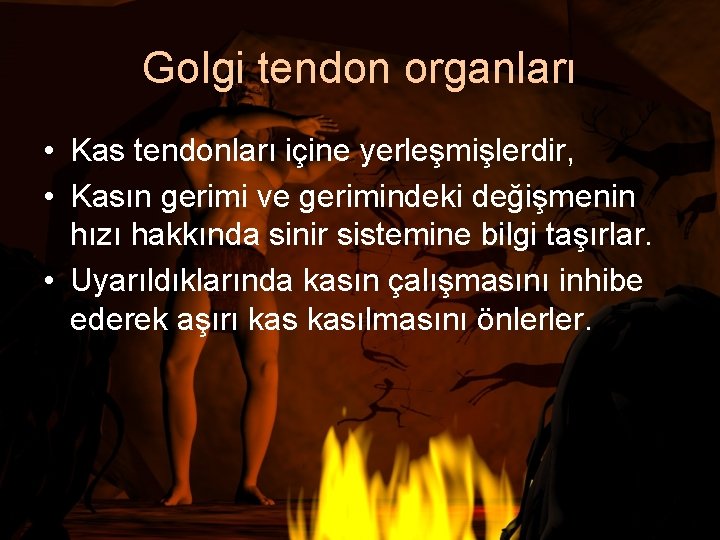 Golgi tendon organları • Kas tendonları içine yerleşmişlerdir, • Kasın gerimi ve gerimindeki değişmenin