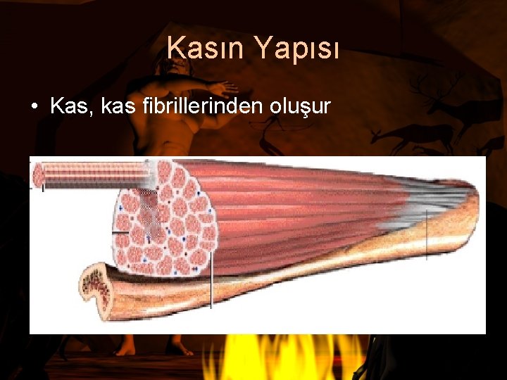 Kasın Yapısı • Kas, kas fibrillerinden oluşur 