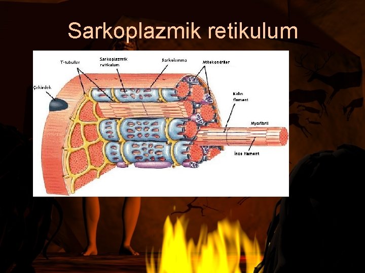 Sarkoplazmik retikulum 