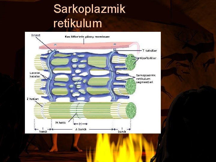 Sarkoplazmik retikulum 