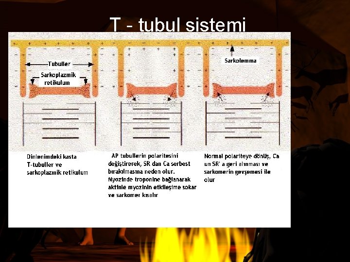 T - tubul sistemi 