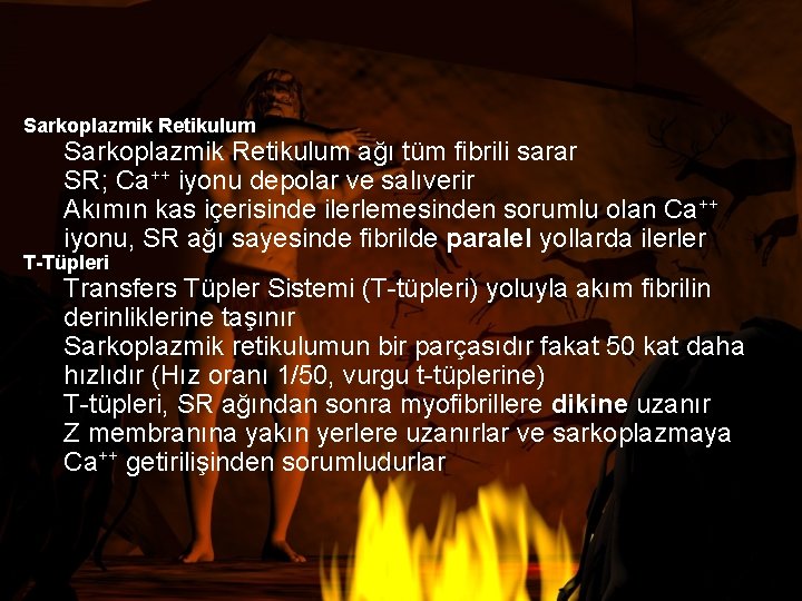 Sarkoplazmik Retikulum ağı tüm fibrili sarar SR; Ca++ iyonu depolar ve salıverir Akımın kas