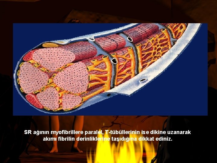 SR ağının myofibrillere paralel, T-tübüllerinin ise dikine uzanarak akımı fibrilin derinliklerine taşıdığına dikkat ediniz.