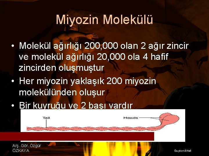 Miyozin Molekülü • Molekül ağırlığı 200, 000 olan 2 ağır zincir ve molekül ağırlığı