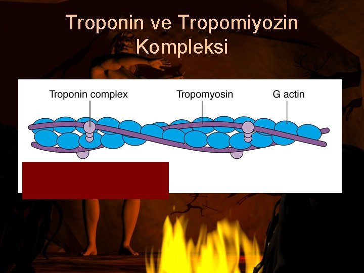 Troponin ve Tropomiyozin Kompleksi ddddddddddddddddddddddddddd 