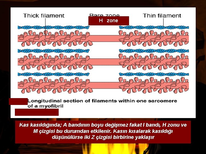 H zone Kas kasıldığında; A bandının boyu değişmez fakat I bandı, H zonu ve