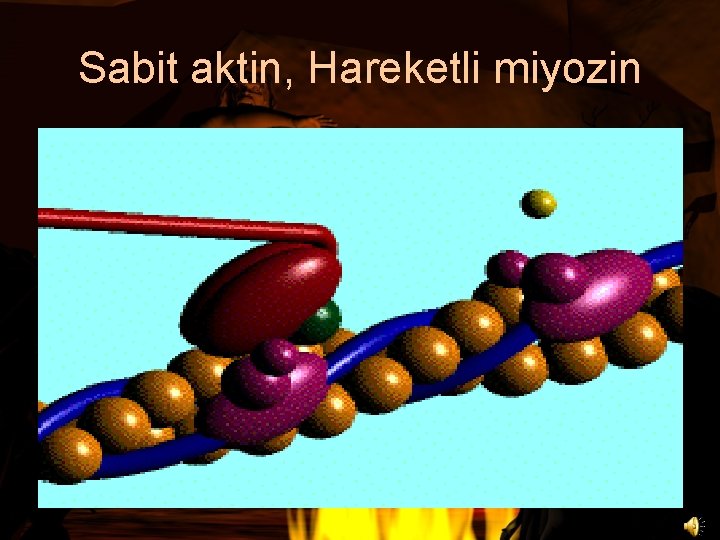 Sabit aktin, Hareketli miyozin 