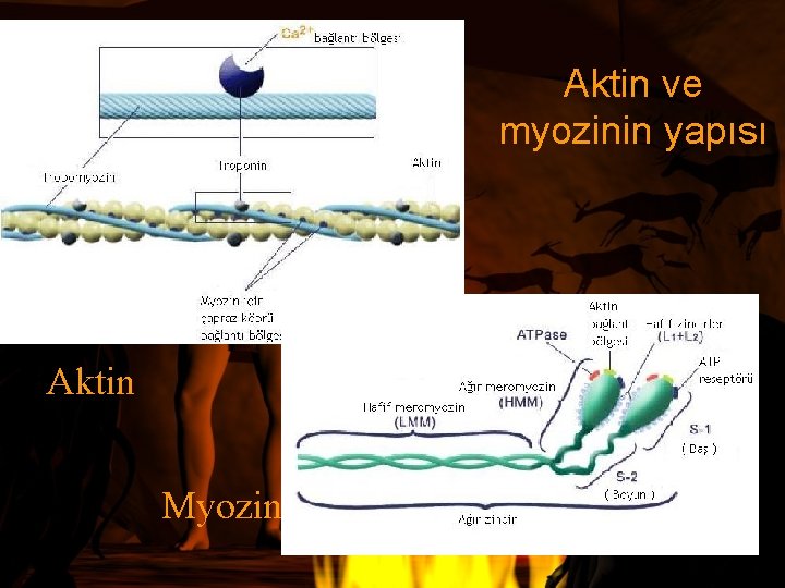 Aktin ve myozinin yapısı Aktin Myozin 