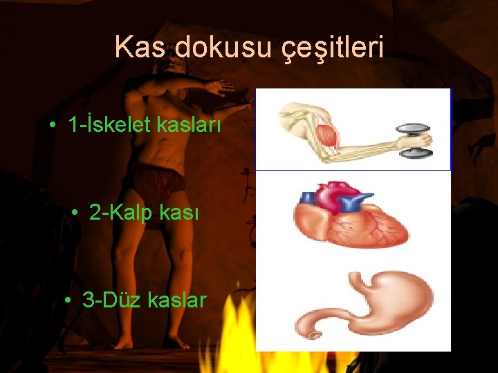 Kas dokusu çeşitleri • 1 -İskelet kasları • 2 -Kalp kası • 3 -Düz