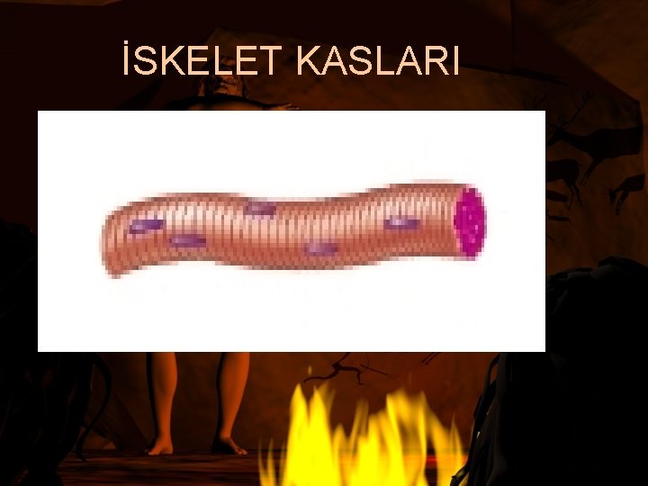 İSKELET KASLARI 