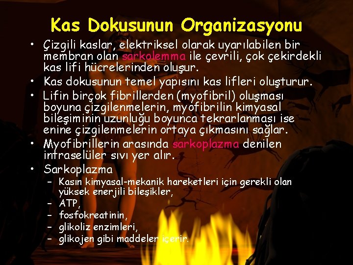 Kas Dokusunun Organizasyonu • Çizgili kaslar, elektriksel olarak uyarılabilen bir membran olan sarkolemma ile