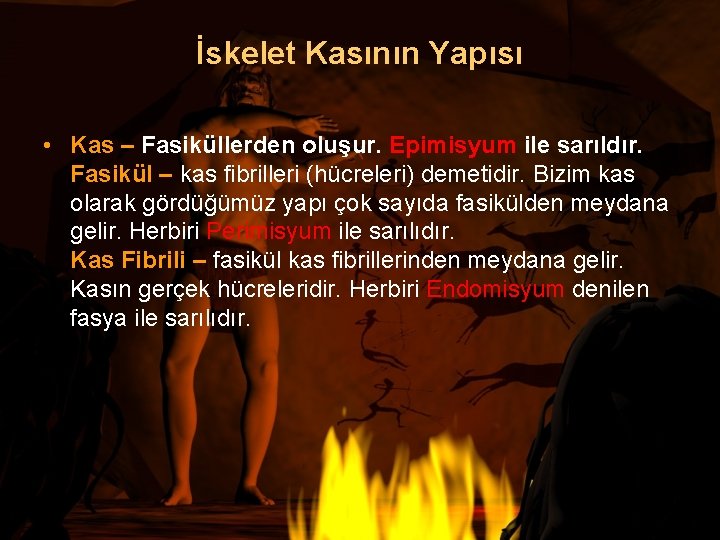 İskelet Kasının Yapısı • Kas – Fasiküllerden oluşur. Epimisyum ile sarıldır. Fasikül – kas