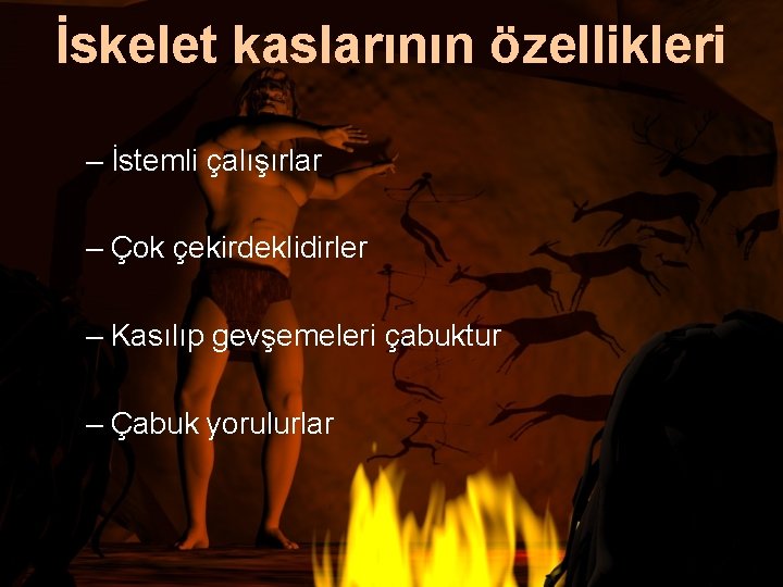 İskelet kaslarının özellikleri – İstemli çalışırlar – Çok çekirdeklidirler – Kasılıp gevşemeleri çabuktur –