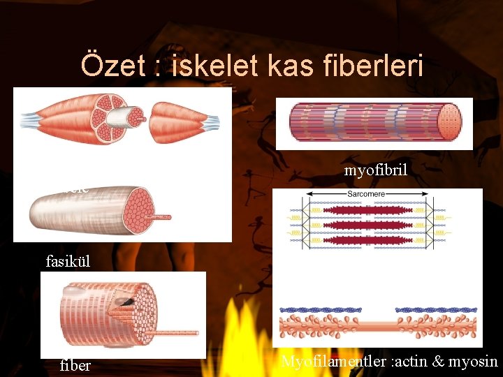 Özet : iskelet kas fiberleri muscle myofibril fasikül fiber Myofilamentler : actin & myosin